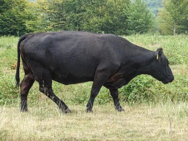 stock image A black angus cow in the meadow