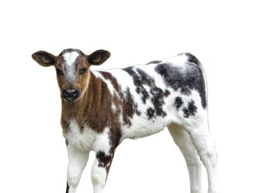 İnek yavrusu beyaz arkaplanda izole