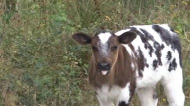 Otlaktaki inek yavrusu. İnek buzağısıyla video