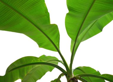 Beyaz yapraklı muz ağacı