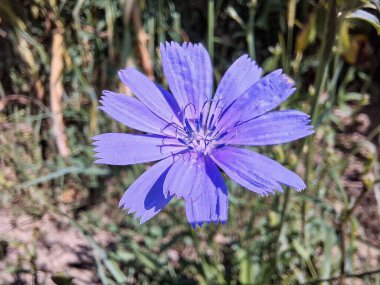 Romanya 'da Macro Chicory çiçeği