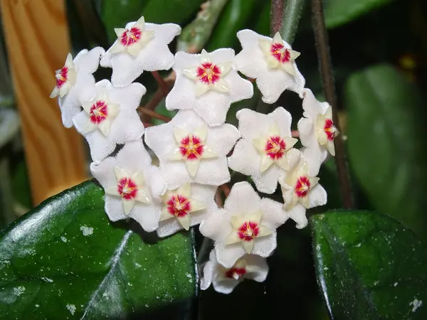 Bal bitkisi (Hoya carnosa) çiçeği. Makro bal bitkisi