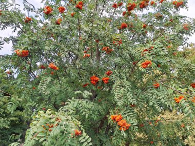 Ağaçta Rowan meyveleri var. Sorbus aucuparia