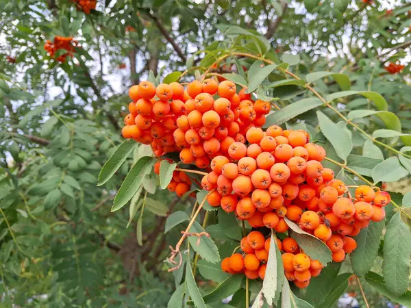 Ağaçta Rowan meyveleri var. Sorbus aucuparia
