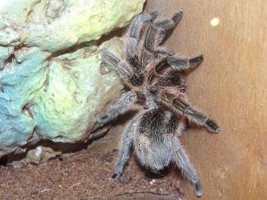 Şili gülü tarantula. Gramostola pembesi