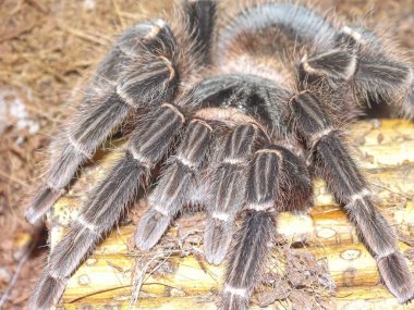 Brezilya Somon Pembesi Birdeater Tarantula (Lasiodora parahybana)