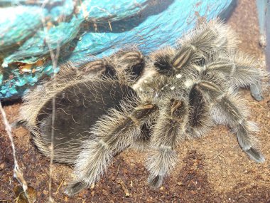 Tliltocatl albopilosus tarantula. Makro tarantula