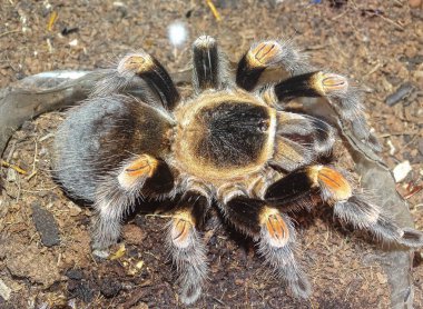 Brachypelma hamorii (Meksika Kızıldiz Tarantulası)