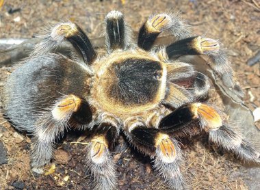 Brachypelma hamorii (Meksika Kızıldiz Tarantulası)