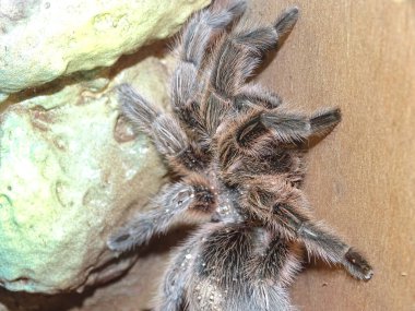 Şili gülü tarantula. Gramostola pembesi