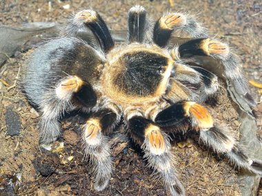 Brachypelma hamorii (Meksika Kızıldiz Tarantulası)