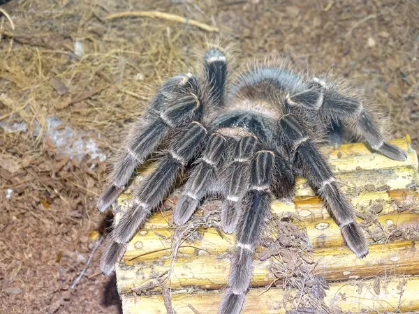 Brezilya Somon Pembesi Birdeater Tarantula (Lasiodora parahybana)