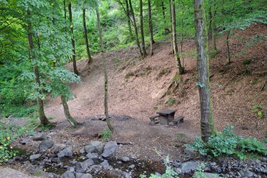 Yazın ormanın yakınında bir dere. Romanya 'nın Maramures kentindeki orman manzarası