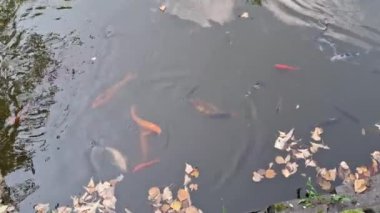 Suda Koi sazan balığı olan bir video. 4K