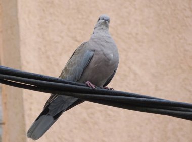 Romanya 'da bir enerji hattında Avrasyalı yakalı güvercin (Streptopelia decaocto) -