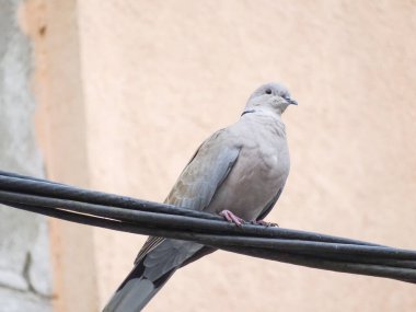 Romanya 'da bir enerji hattında Avrasyalı yakalı güvercin (Streptopelia decaocto) -