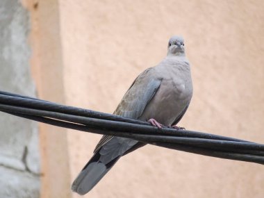 Romanya 'da bir enerji hattında Avrasyalı yakalı güvercin (Streptopelia decaocto) -