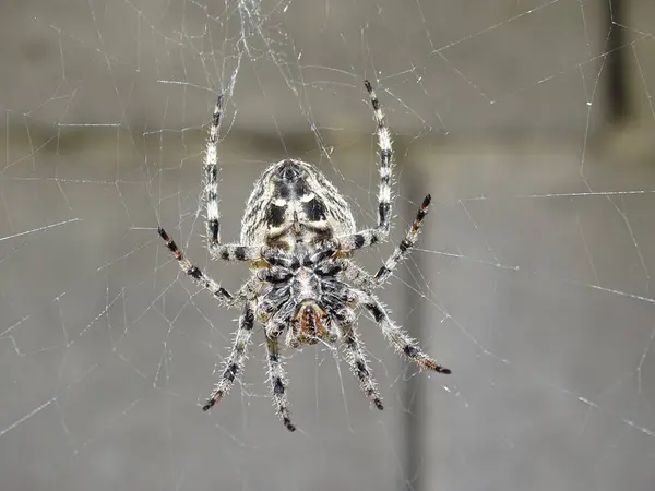 stock image Angular Orbweaver spider (Araneus angulatus)