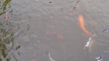 Suda sazan balığı olan bir video.