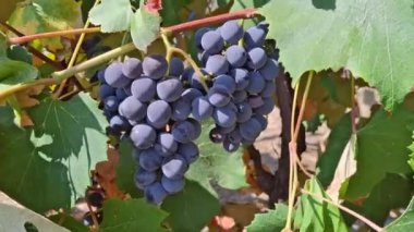 Romanya 'nın Maramures şehrinde olgunlaşmış üzümlü video. 4K
