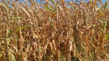 Eylül 'de mısır tarlasıyla video. Romanya 'da