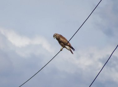 Romanya 'da sık görülen bir akbaba. Buteo buteo