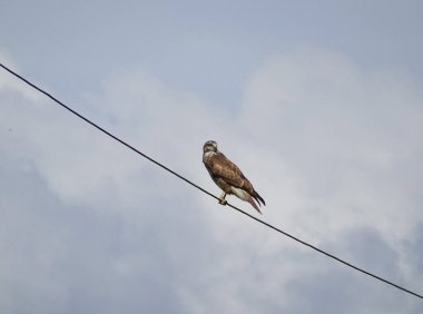 Romanya 'da sık görülen bir akbaba. Buteo buteo