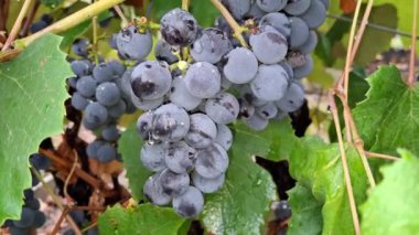 Olgun üzüm ve yağmur damlalarının videosu. Maramures, Romanya 'da. 4K