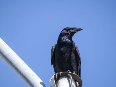 Bir karga direğin üzerinde oturur. Romanya 'da