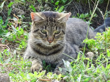 bir kedi çimenlerin üzerinde oturuyor.