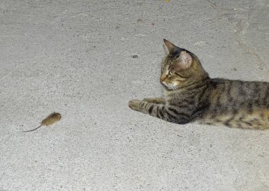 Bir kedi yakaladığı farenin yanına oturur.