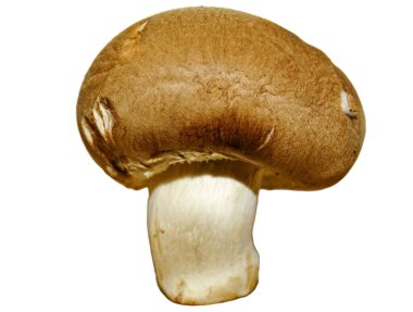 Kahverengi şampiyon mantarı beyaza izole edilmiş.