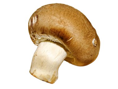 Kahverengi şampiyon mantarı beyaza izole edilmiş.