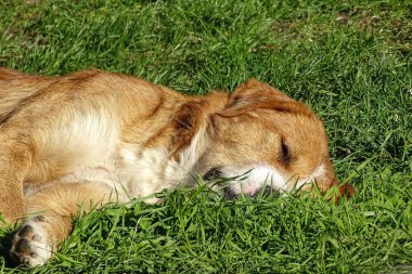 Bir köpek çimenlerde uyur. Romanya 'da
