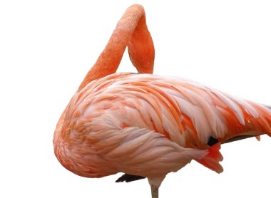 pembe flamingo üzerinde beyaz izole