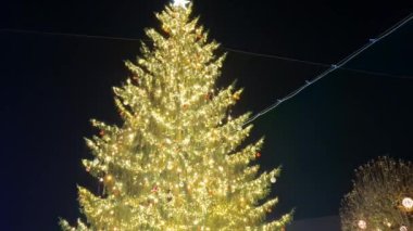 Romanya 'nın Baia Mare kentinde büyük doğal Noel ağacı olan bir video. 4K