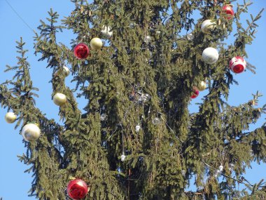 Taşaklı büyük doğal Noel ağacı. Baia Mare şehrinde, Romanya