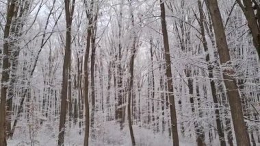 Ormanda karlı ağaçlar. Ormandaki kış manzarası. Romanya 'da. 4K video