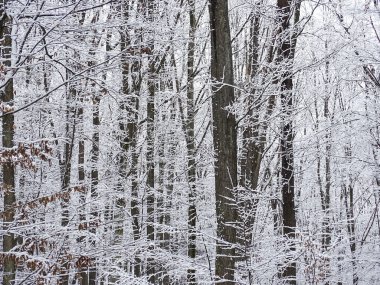 Ormanda karlı ağaçlar. Ormandaki kış manzarası. Romanya 'nın Maramures kentinde