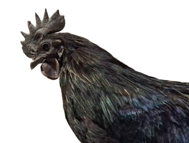 Ayam Cemani black rooster isolated on white background. Gallus gallus domesticus clipart