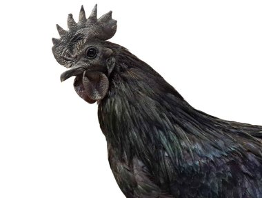 Ayam Cemani black rooster isolated on white background. Gallus gallus domesticus