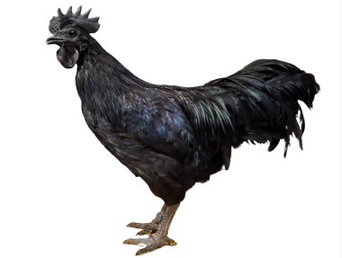 Ayam Cemani black rooster isolated on white background. Gallus gallus domesticus
