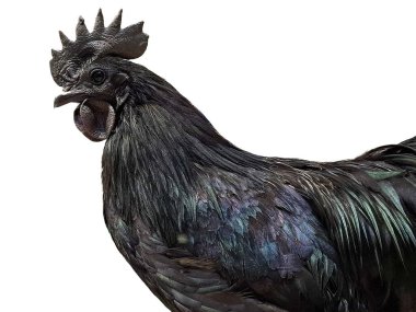 Ayam Cemani black rooster isolated on white background. Gallus gallus domesticus clipart