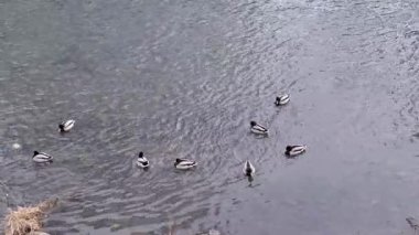 Romanya 'daki bir nehirde bir grup Mallard ördeği ile video