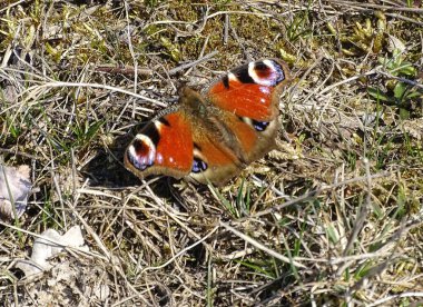 Romanya 'da Tavuskuşu Kelebeği. Aglais io.