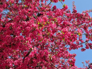 Çiçekli Japon yengeç elması. Malus floribunda. Romanya 'da