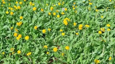 Çimlerde sarı karahindibalar. Video 4K
