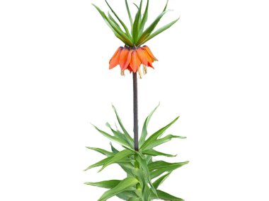Beyaz taç imparatorluk çiçeği. Fritillaria imperialis
