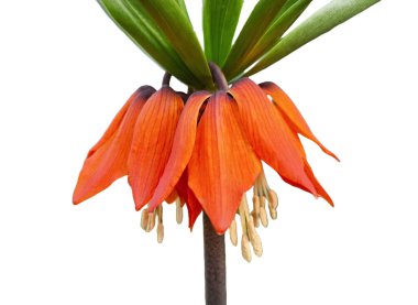 Beyaz taç imparatorluk çiçeği. Fritillaria imperialis