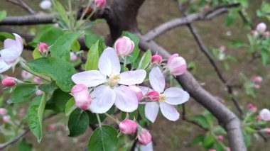 Baharda çiçek açan elma ağacının videosu. 4K